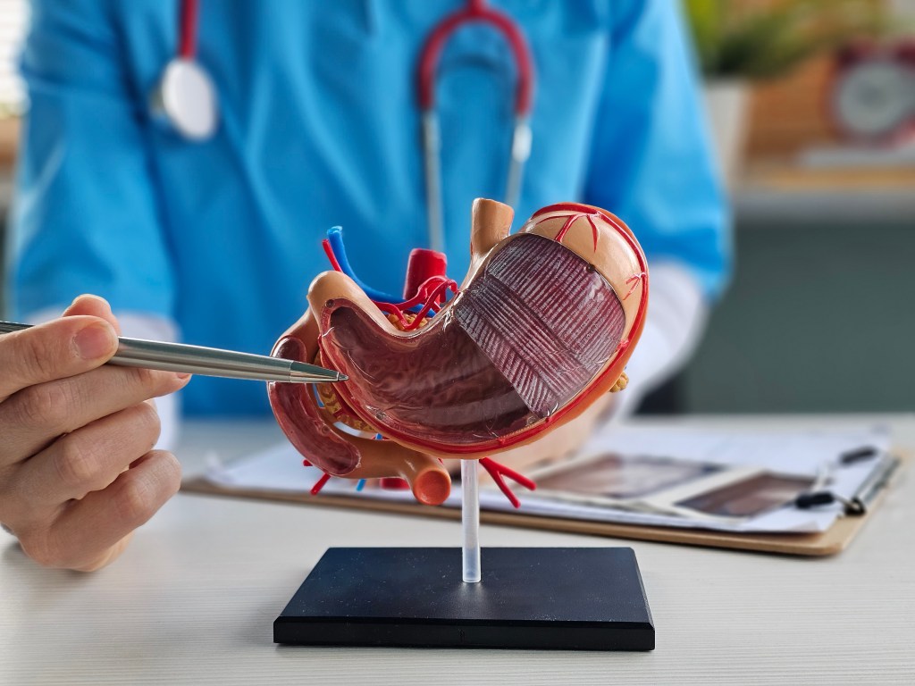 A doctor in blue scrubs and a stethoscope examines a stomach model with a pen.