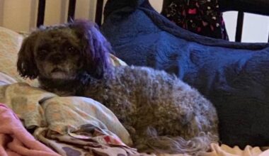 Harlem woman searching for her dog after it was stolen inside NYC subway station