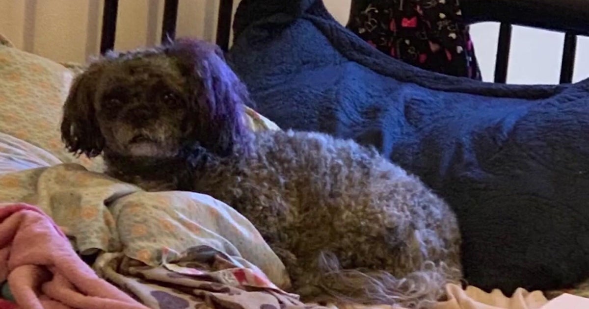 Harlem woman searching for her dog after it was stolen inside NYC subway station
