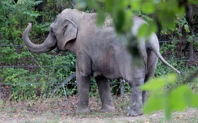 Patty, an Asian elephant kept in captivity at the Bronx Zoo, on October 16, 2019Credit: Andrew Lichtenstein/Corbis/Getty