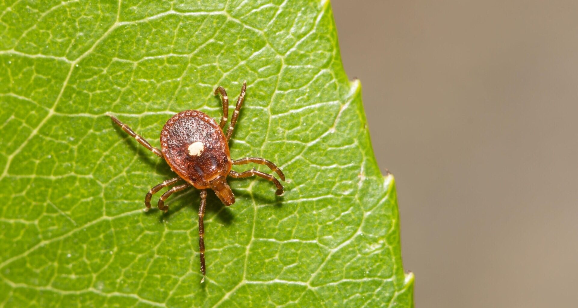 A female lone star tick (Amblyomma americanum).