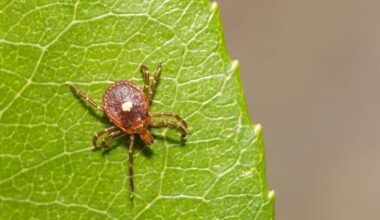 A female lone star tick (Amblyomma americanum).