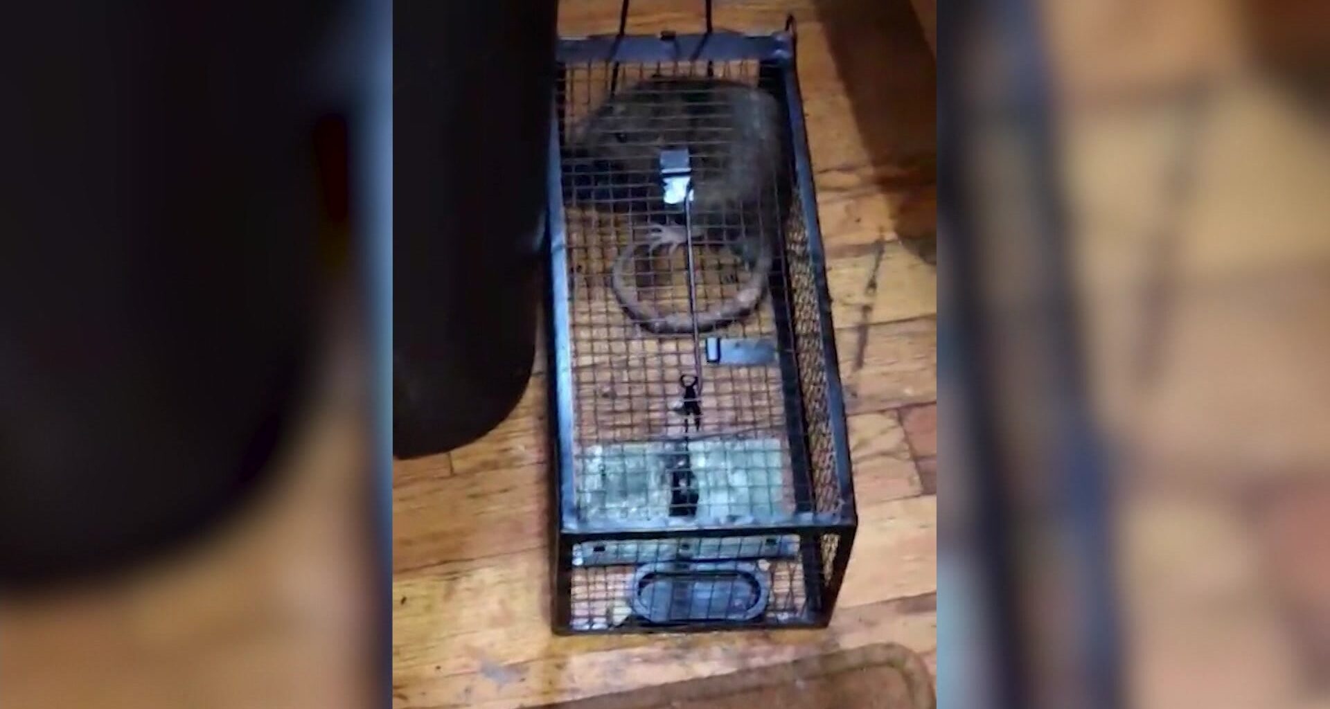 News 12 | Brooklyn | Crown Heights Residents Stuck Caging Rats In Infested Apartment Building