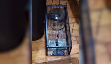 News 12 | Brooklyn | Crown Heights Residents Stuck Caging Rats In Infested Apartment Building