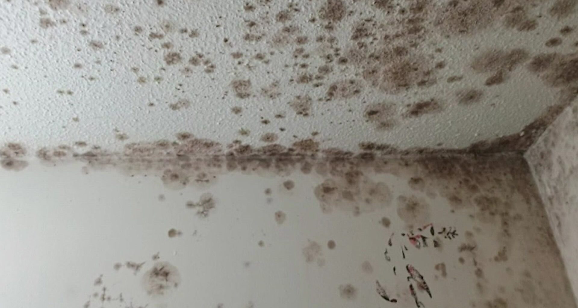 News 12 | Brooklyn | Coney Island Tenants Demand Action Over Rats Garbage Broken Elevators And Lack Of Gas
