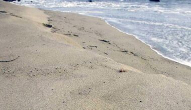 NYC area beach alerts: Map shows latest advisories – NBC New York