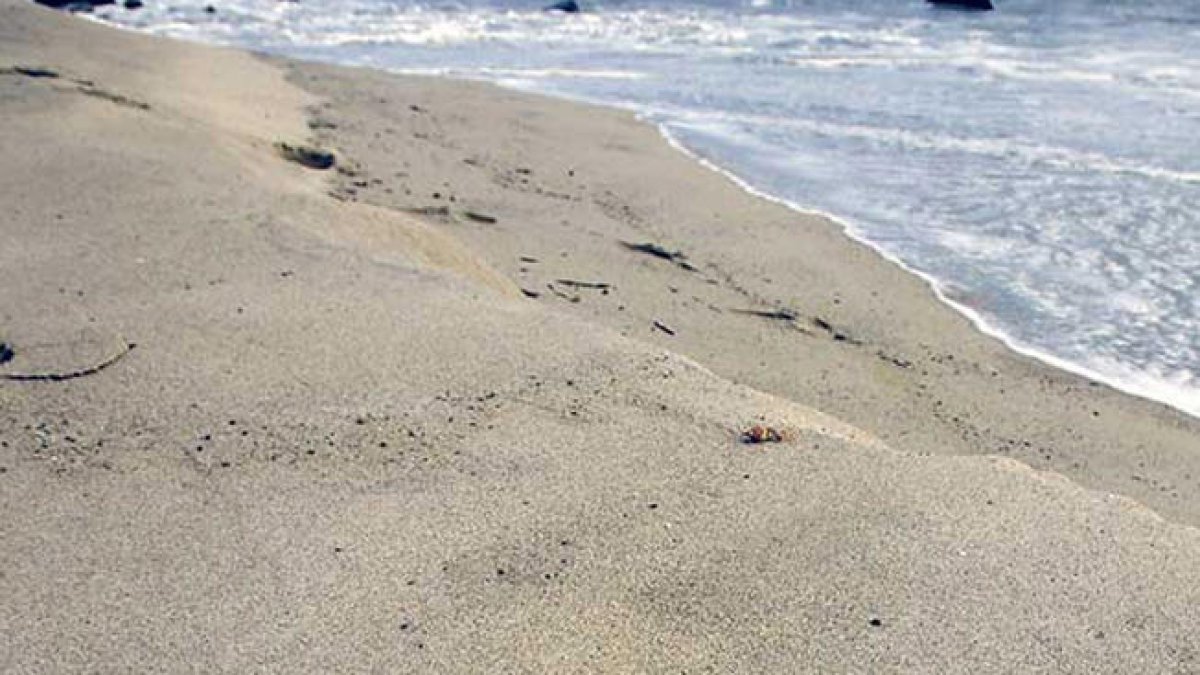 NYC area beach alerts: Map shows latest advisories – NBC New York