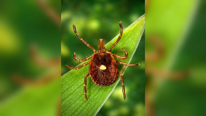 Dorsal view of a female lone star tick (Amblyomma americanum), 2006. Image courtesy Centers for Disease Control (CDC) / Dr Amanda Loftis, Dr William Nicholson, Dr Will Reeves, Dr Chris Paddock.