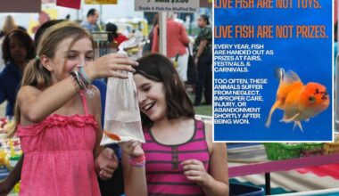 NYC Councilwoman eyes eliminating live fish as prizes at carnivals