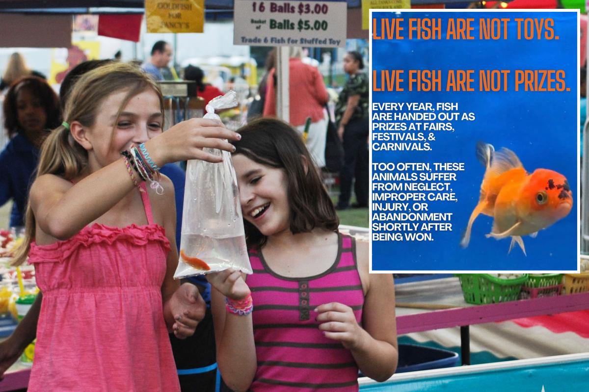 NYC Councilwoman eyes eliminating live fish as prizes at carnivals