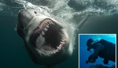 12-foot 'Sharkzilla' lurking in NY waters -- and her massive bite marks have triggered wild mutant theories