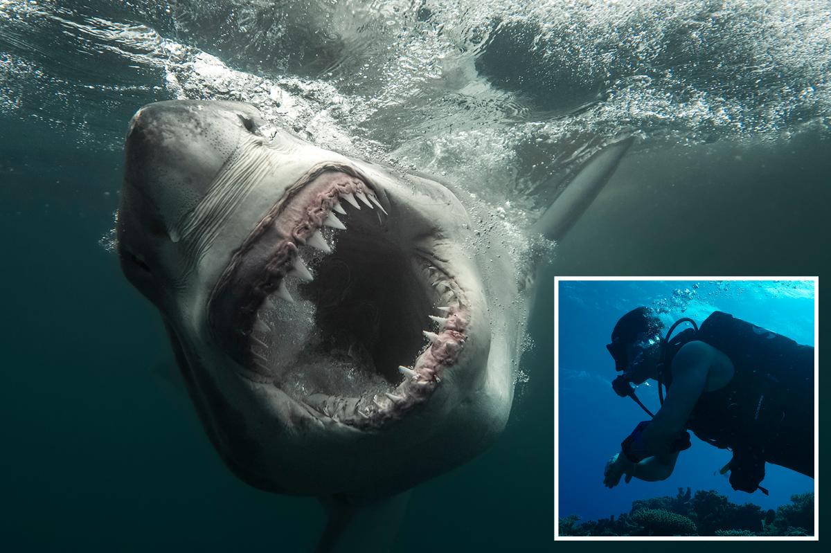 12-foot 'Sharkzilla' lurking in NY waters -- and her massive bite marks have triggered wild mutant theories