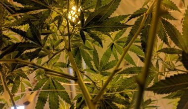 18 states let people grow cannabis at home. New York bans even a single plant, and a cannabis attorney says low-income medical patients are paying for it