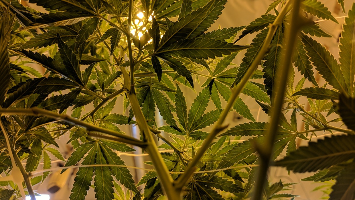 18 states let people grow cannabis at home. New York bans even a single plant, and a cannabis attorney says low-income medical patients are paying for it