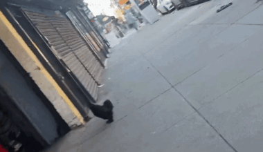 Rooster Crows Outside Bronx Mechanic