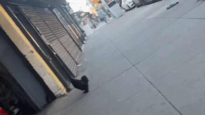 Rooster Crows Outside Bronx Mechanic