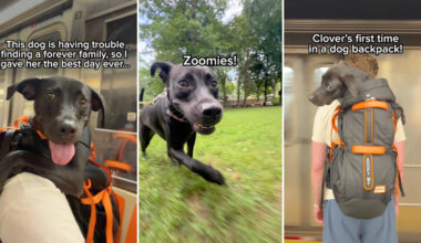 After being returned again and again, New York shelter dog gets foster-care dream trip