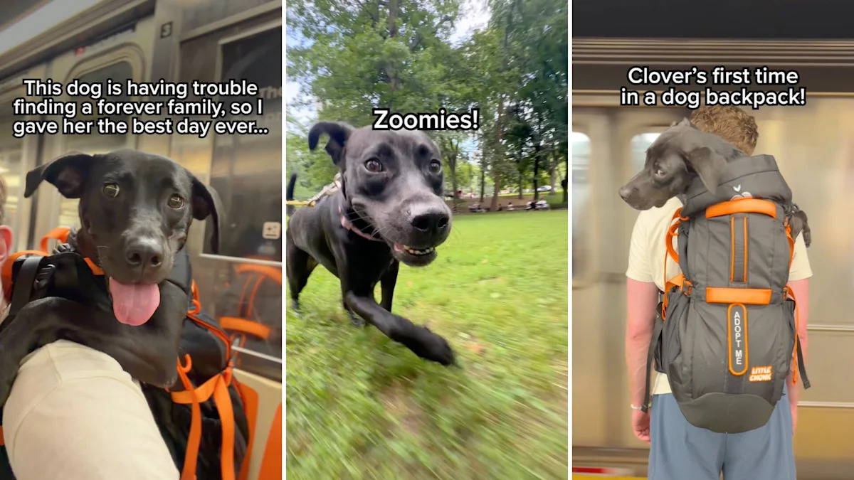After being returned again and again, New York shelter dog gets foster-care dream trip