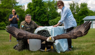 New York ECOs free a bald eagle, save a fawn from a well, and rush 6 baby opossums to rehab