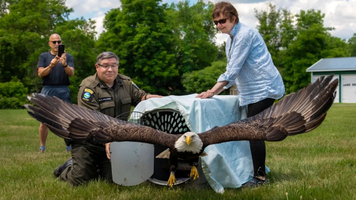 New York ECOs free a bald eagle, save a fawn from a well, and rush 6 baby opossums to rehab