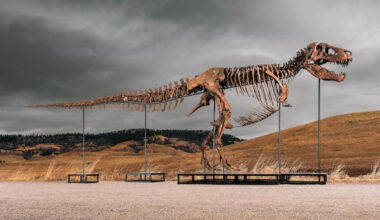 T. rex fossil sells for a monster price tag at NYC auction