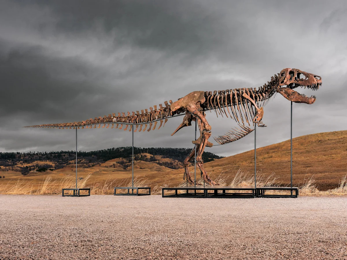 T. rex fossil sells for a monster price tag at NYC auction