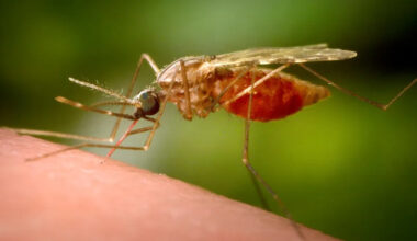 Spraying to combat West Nile virus continues in NYC: what to know