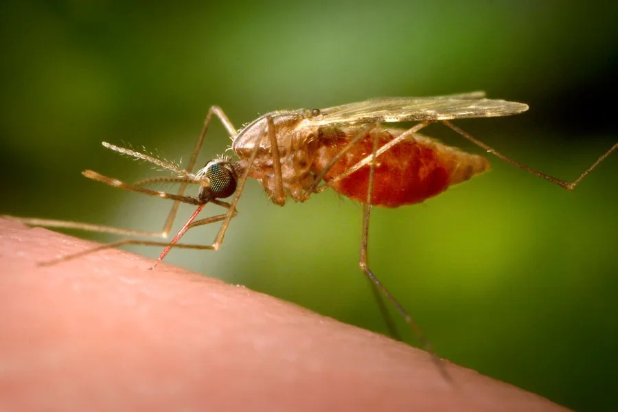 Spraying to combat West Nile virus continues in NYC: what to know