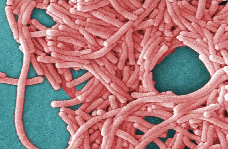 Legionnaires’ disease outbreak in NYC, 59 cases confirmed