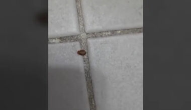Bronx tenants stage rent strike over bed bug and roach infestations