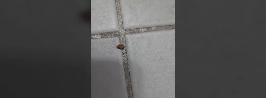 Bronx tenants stage rent strike over bed bug and roach infestations