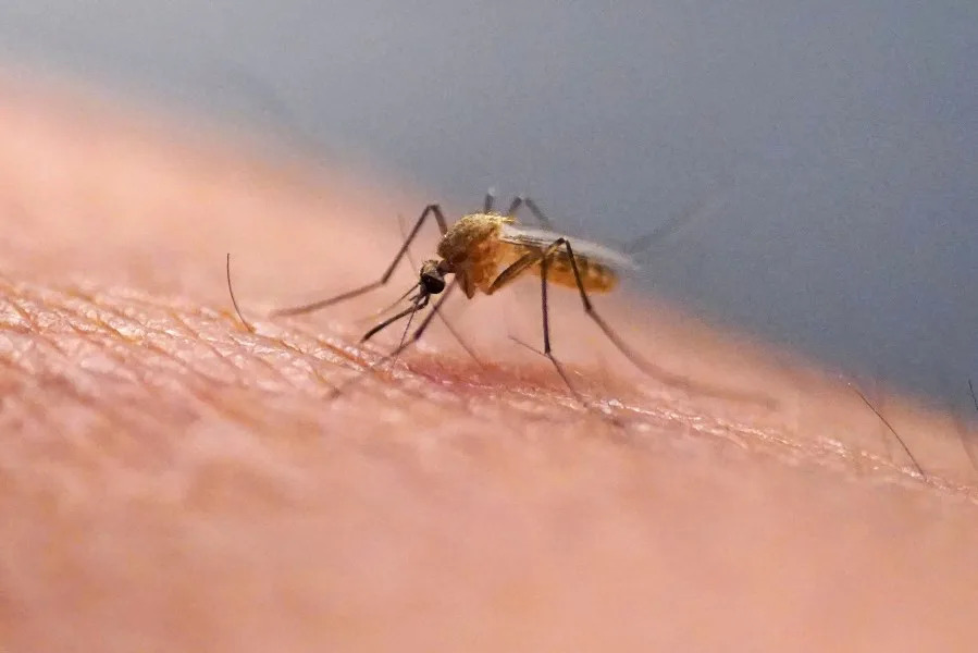 West Nile virus-positive mosquitoes reported in NYC: NYSDOH
