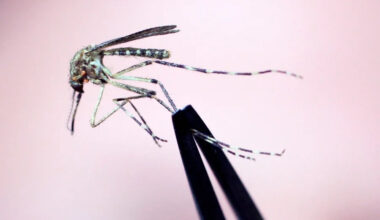 Mosquitoes carrying West Nile are in NYC: See where
