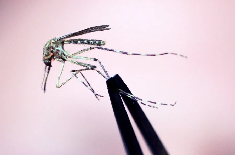 Mosquitoes carrying West Nile are in NYC: See where