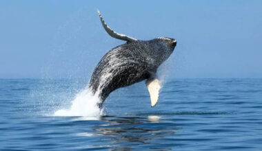 Humpback whale spotted miles from New York City