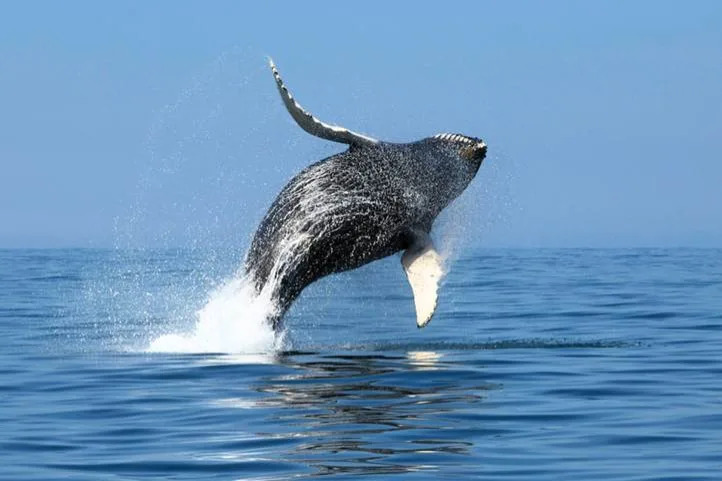 Humpback whale spotted miles from New York City