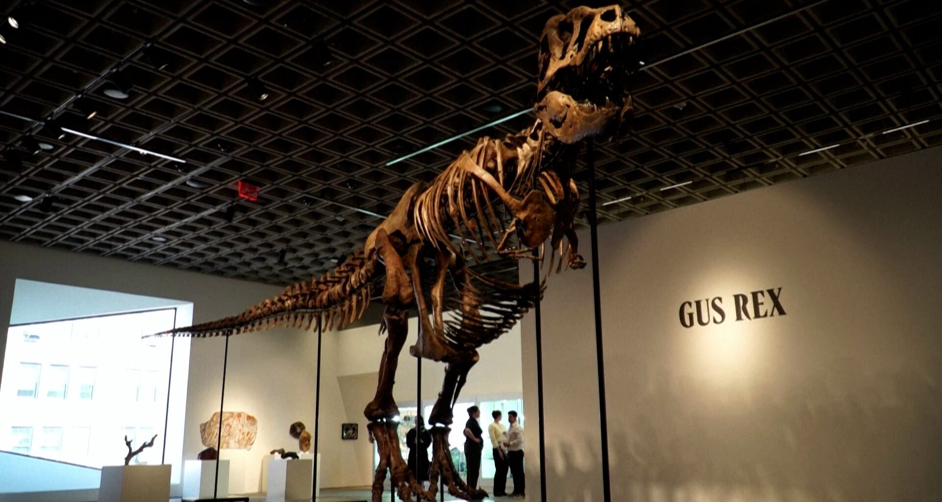 T.Rex skeleton sells for $50.1 million at New York auction | History