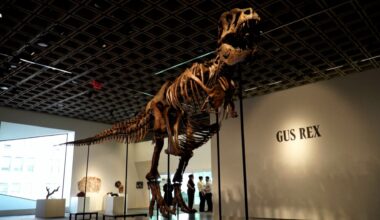 T.Rex skeleton sells for $50.1 million at New York auction | History