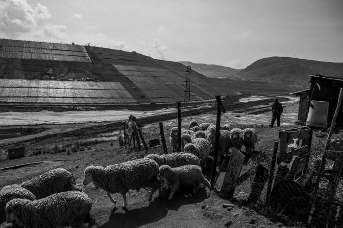 Juan Panez takes his cattle to graze near mining pipelines, cleared areas, and tailings ponds on Nov. 11, 2020 in Cerro de Pasco, Peru. The herder recalls how the expansion of mining activity has transformed the landscape since he was a child. 