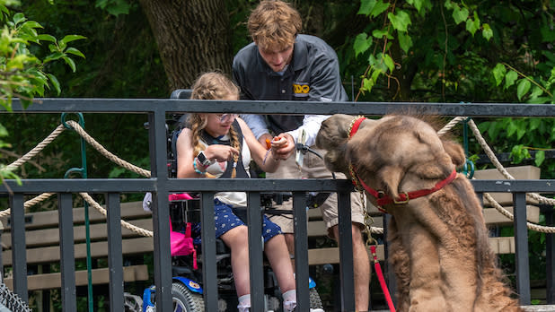 A young girl in a wheelchair, assisted by a caregiver, feeds a camel over a fence in a lush, green setting at Rosamond Gifford Zoo. The scene is joyful and engaging.