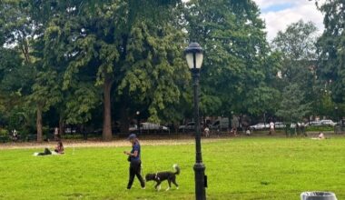 The Dog Fight Dividing A Brooklyn Park