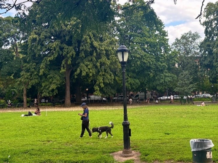 The Dog Fight Dividing A Brooklyn Park