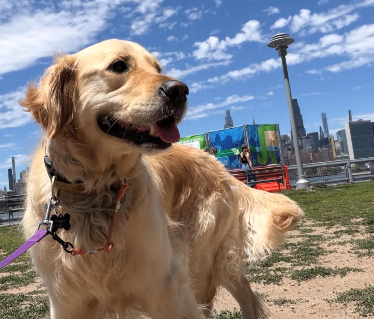 Brooklyn Business Gives Pets The Star Treatment