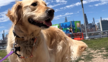 Brooklyn Business Gives Pets The Star Treatment