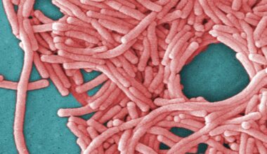 This undated image made available by the Centers for Disease Control and Prevention shows a large grouping of Legionella pneumophila bacteria (Legionnaires' disease).