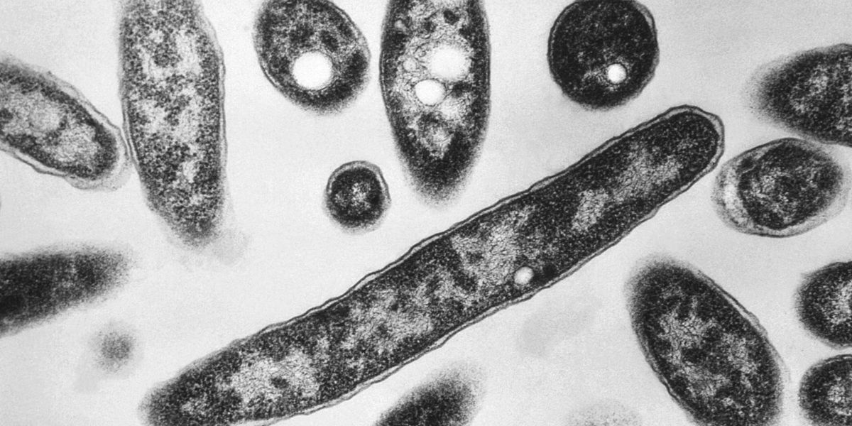 Second death reported in Legionnaires’ disease outbreak in New York City