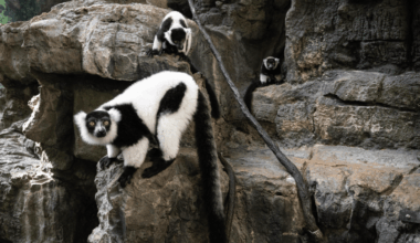 Rare twin lemurs born at New York's Central Park Zoo