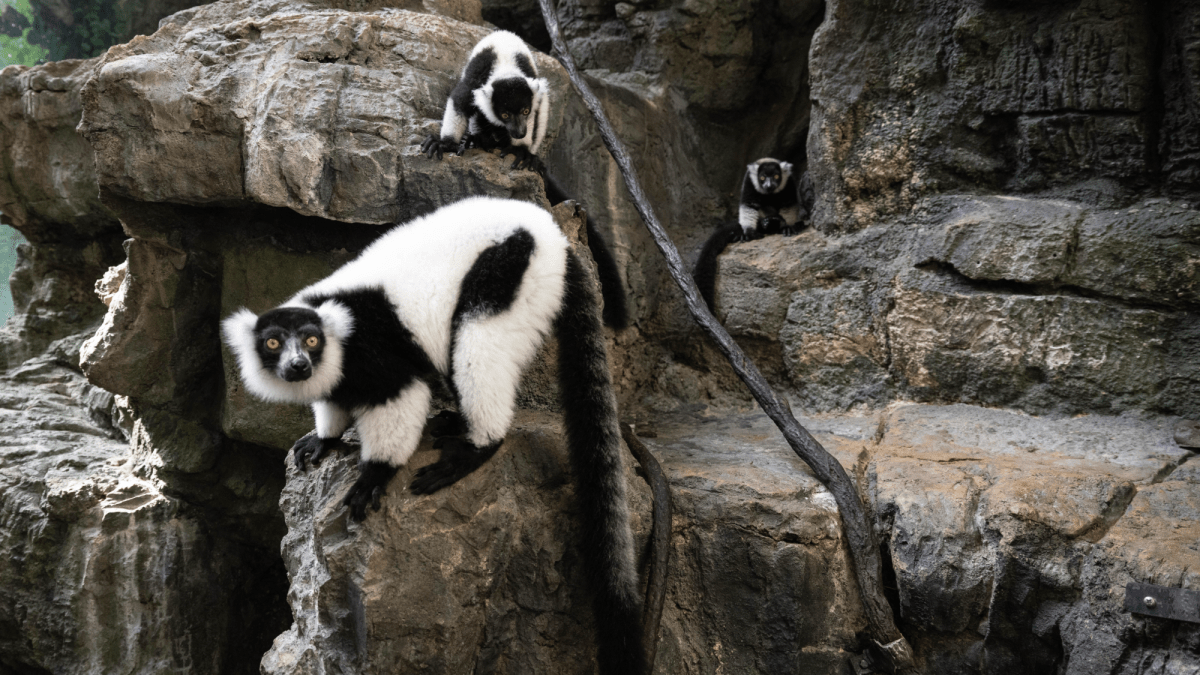 Rare twin lemurs born at New York's Central Park Zoo