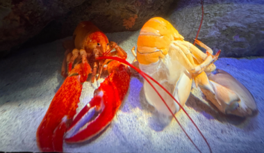 Super rare orange lobster molts at New York Aquarium