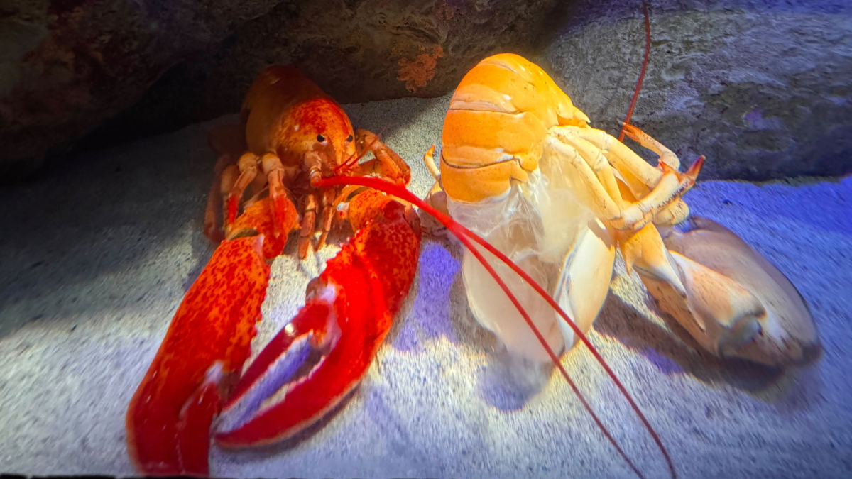 Super rare orange lobster molts at New York Aquarium